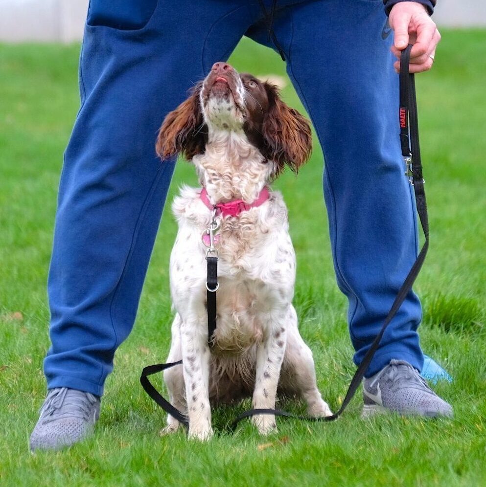 cropped cropped cropped cropped cropped cropped cropped white brown working cocker spaniel dog playing middle game 2 1 2.jpg
