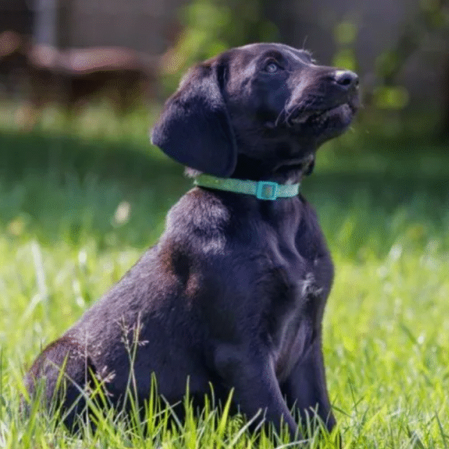 cropped cropped cropped cropped puppytrain.png